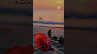 Vaanam Chaayum Anarkali Movie Song Lyrics malayalamlyrics lovesong shortfeed malayalamlyrical [upl. by Ahsien365]