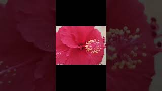 Sembaruththi tea benefitsAadhiranature  hibiscustea skincare diabetis trending [upl. by Meuse]