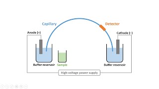 Capillary Electrophoresis Part 2 Instrumentation amp Electroosmotic Flow [upl. by Cyndy]