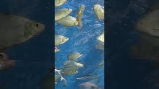 Google Fish song chapala song telugu fishsong [upl. by Ttehc626]