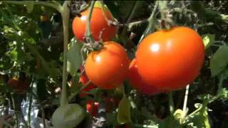 ⟹ Riesentraube Tomato  Solanum lycopersicum  Tomato review [upl. by Furlong]