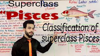 Suparclass Pisces Animal kingdom and Classification of Pisces Chondrichthyes  Osteichthyes [upl. by Kauslick255]