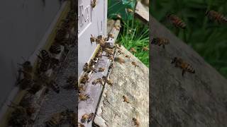 Hilfe voller gelber Bienen 😱🇩🇪 Quietschgelbe Ligustica music newmusic edm [upl. by Naomi239]