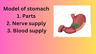 Model of stomach Anatomy Models [upl. by Lilhak]