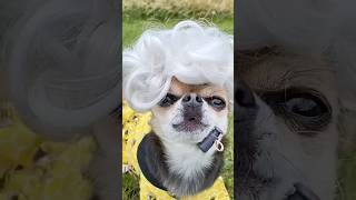 Pat Butcher V Peggy Mitchell Eastenders parody youtubecreatorcommunity chihuahua skit [upl. by Aleekat]