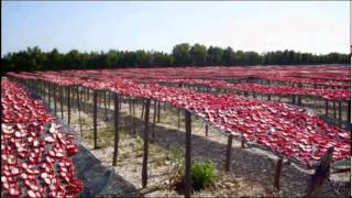 Nel cuore del Pomodoro La produzione dei pomodorini essiccati sottolio Pugliese [upl. by Adrianne460]