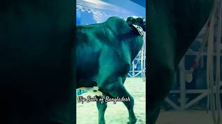 Giant Muscular Holstein Bull [upl. by Chema594]