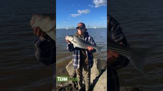 Fishin Mission Multispecies perch chainpickerel stripedbass striper bunker river fishing [upl. by Ready]