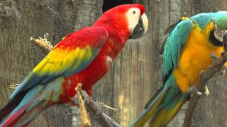 Zoo View Macaws  Cincinnati Zoo [upl. by Jacintha837]