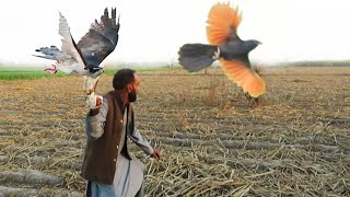 Amazing falconry by jura and shikra  eagle hunting Shikra hunting Part 61  Raptors Today [upl. by Rico]