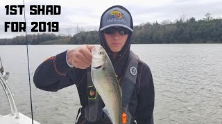 1st Shad for 2019  Tailrace Canal [upl. by Stiegler]