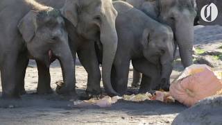 Oregon Zoo elephants pulverize giant pumpkins [upl. by Arykahs]