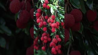 A great way to propagate your lychee tree by air layering airlayeringfruittree gardening [upl. by Bettencourt272]