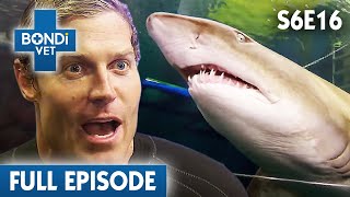 Dr Chris in the Deep End with Sharks 🦈  Bondi Vet Season 6 Ep16  Bondi Vet Full Episodes [upl. by Marlette]