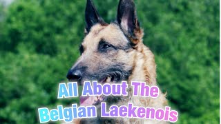 Belgian Laekenois  Facts You Didnt Know [upl. by Nigle723]