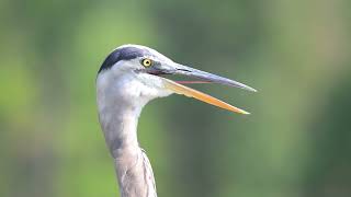 Great Blue Heron  Gular Fluttering [upl. by Erdnoid]