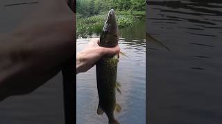 Chain Pickerel Catch [upl. by Sirrad296]