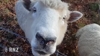 Is this New Zealands oldest sheep [upl. by Argus]