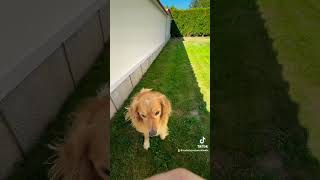 НайУмното Куче куче shorts goldenretriever [upl. by Mehala]