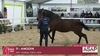 Lot 11  Anodin  Salon des Etalons 2024 [upl. by Svoboda]