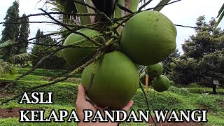 Asli kelapa pandan wangi thailand [upl. by Agnese]