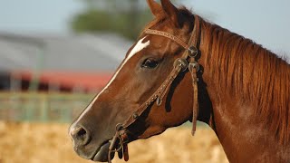 Sonido de Caballos Relinchando El Animal Esencial para la Historia de la Humanidad [upl. by Modnar632]