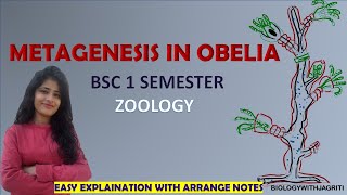 METAGENESIS IN OBELIA BSC ZOOLOGY1SEMESTER EAST EXPLAINATION AND ARRANGED NOTES BIOLOGYWITHJAGRITI [upl. by Melisse389]