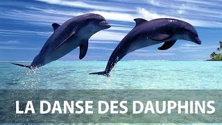 Danse des dauphins [upl. by Moberg103]