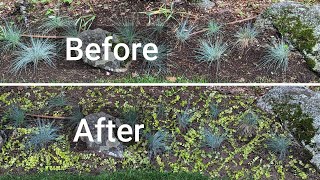 Creeping Jenny amp Blue Fescue Grass  Landscaping Uses amp Dividing [upl. by Bealle576]