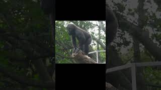 little gorilla Ringo watch chimpanzeesslapping and biting logs shorts 2024117 看黑猩猩 拍打咬木頭 [upl. by Ahilam926]