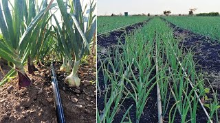 how to grow onions on a large scale okulima obutungulu [upl. by Anderea]