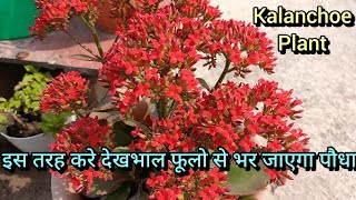 kalanchoe plant carenature gardening youtube shashi6928 [upl. by Payson857]