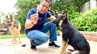 GSD Puppy DeWorming  Indian Vlogger  Hindi Vlog  This Indian [upl. by Meador]