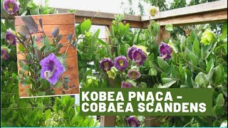 Kobea pnąca Cobaea scandens Szybko rosnąca kwitnąca piękność pnąca Balkony tarasy pergole itp [upl. by Mosi678]