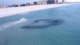 MENHADEN PENSACOLA PIER 112907 [upl. by Leay]