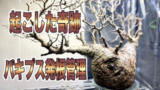 『塊根植物コーデックス』輸入規制が厳しくなる前の株で…貴重なパキプス発根管理 [upl. by Aneleairam863]