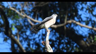 1130914 The Chinese sparrowhawk grooming at NeiHu mountain [upl. by Paulson]