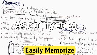 Ascomycota Life Cycle  Characteristics [upl. by Pelagi412]