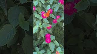 Lantana  A Must Have In The Garden shortvideos pollinatorgarden [upl. by Lebanna]