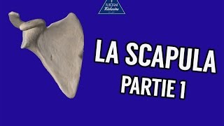 La Scapula  Partie 1 [upl. by Richers]