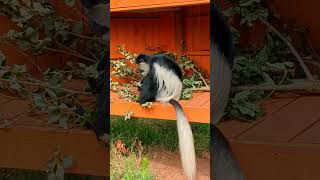 Colobus monkey with browse in the walkthrough enclosure at London Zoo [upl. by Llerahs]