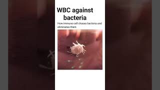 WBC against bacteria microbiologyimmunityboostimmunesystemimmunology shorts newtrendinglife [upl. by Heddi]