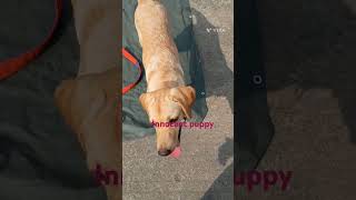 ytshorts youtubeshorts lebradorlovers reel bingodogsong viralvideo doglover lebradorlovers [upl. by Narik239]