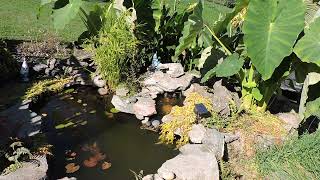 Garden Pond made from MacCourt Kodiak 165 Gal Preformed Pond Liner [upl. by Geri]