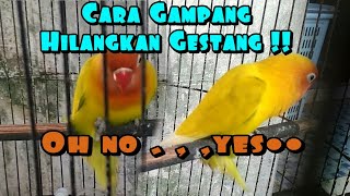 Cara Mengatasi Lovebird Gestang [upl. by Knut]