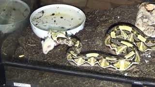 Gaboon vipers shedding amp Live feeding [upl. by Fitzhugh]