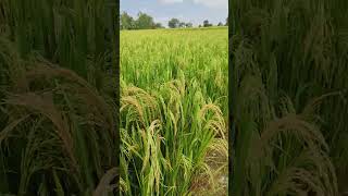 RNR 15048 Sugar Free Paddy Seeds  Available on IndiaMART [upl. by Asirap386]