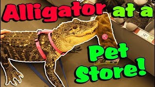 My Alligator Picks out a New Toy at the Pet Store [upl. by Tandie]