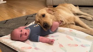 Golden Retriever Adopts Adorable Baby As His Own Cutest Ever [upl. by Ambrosio]