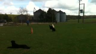 Working Gundogs Training Video Residential Labrador Retrievers [upl. by Akehsay643]